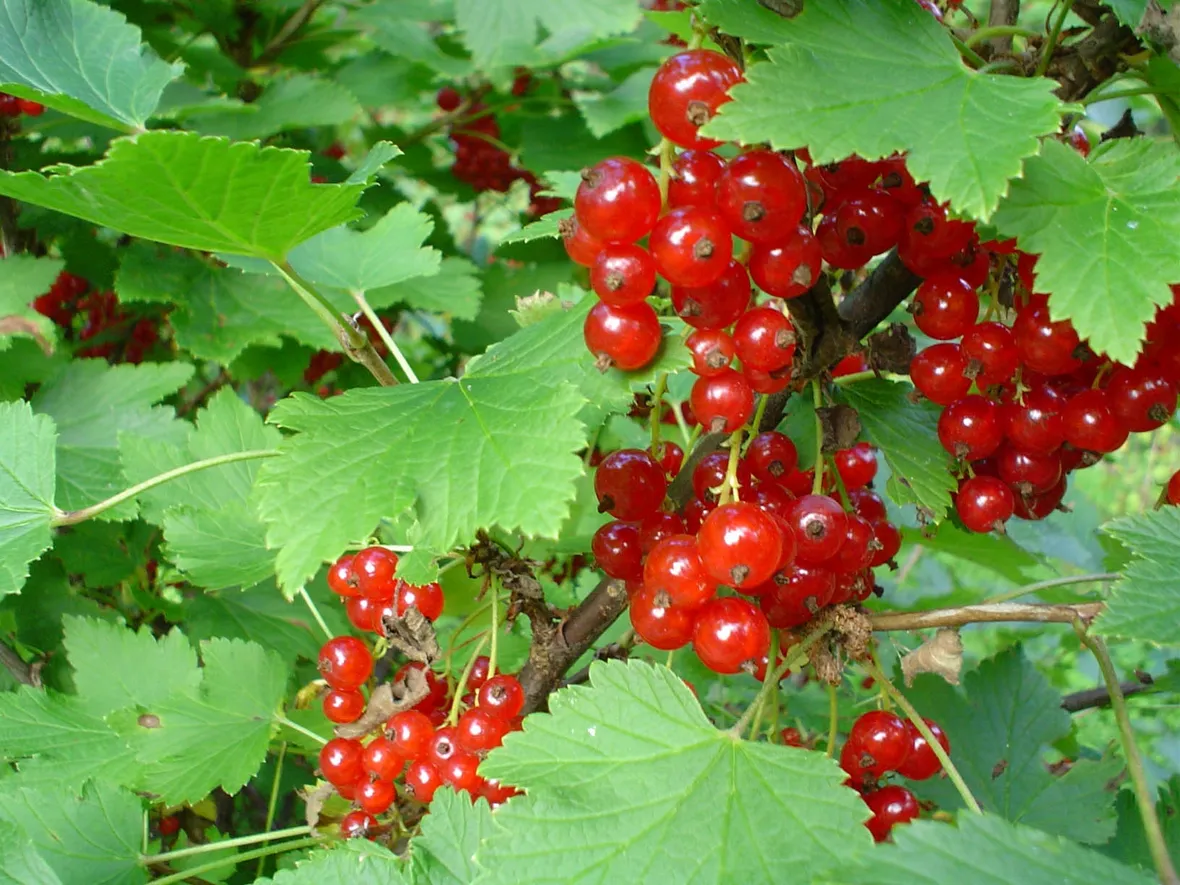 ribes rosso