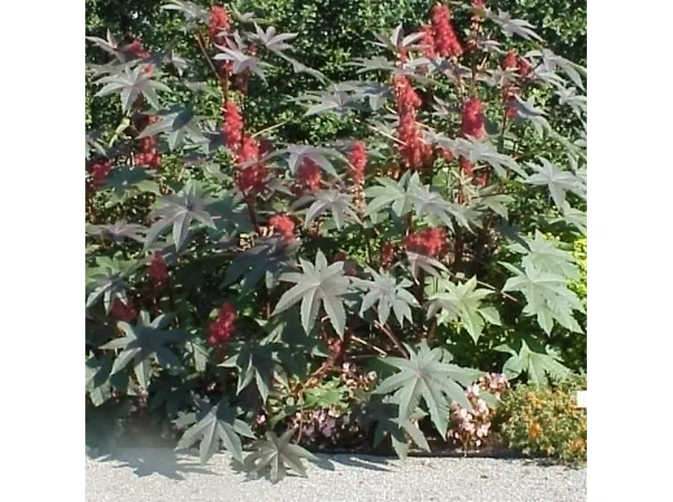 Pianta di ricino