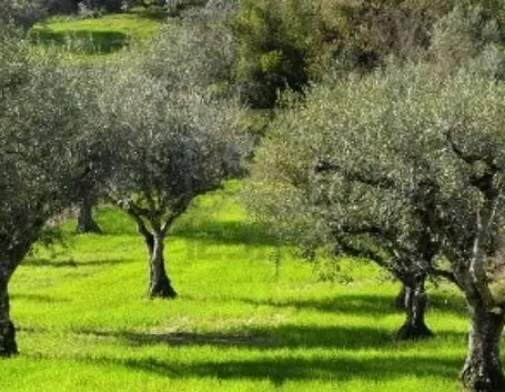 L'esposizione al sole è fondamentale.         [fonte: me stesso]