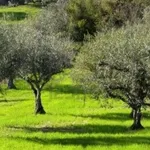 L'esposizione al sole è fondamentale.         [fonte: me stesso]