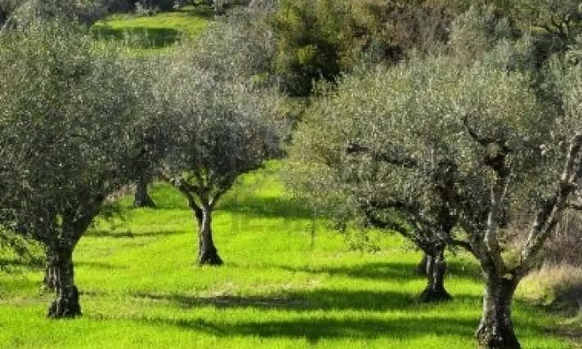 L'esposizione al sole è fondamentale.         [fonte: me stesso]