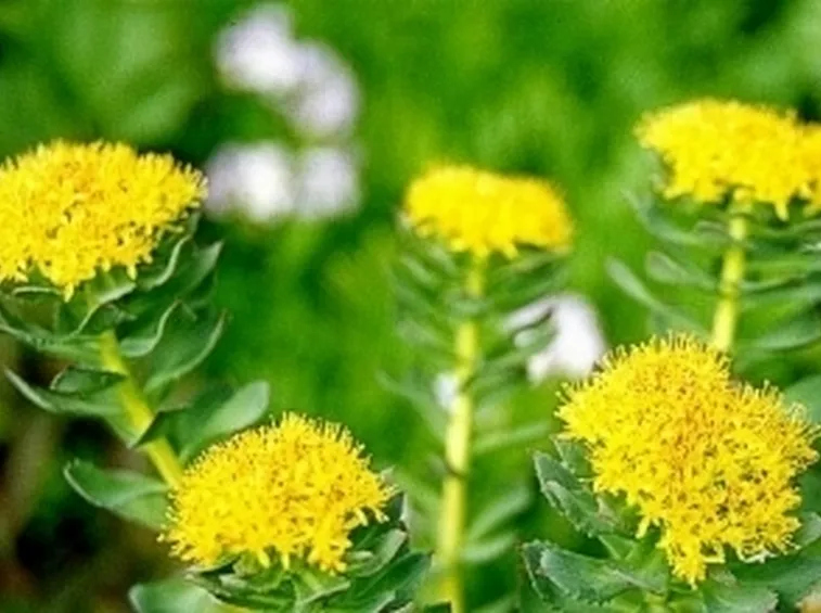 Rodiola