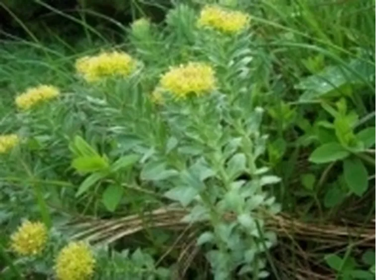 Rodiola