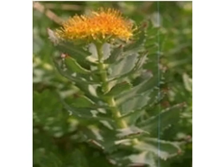 Rodiola