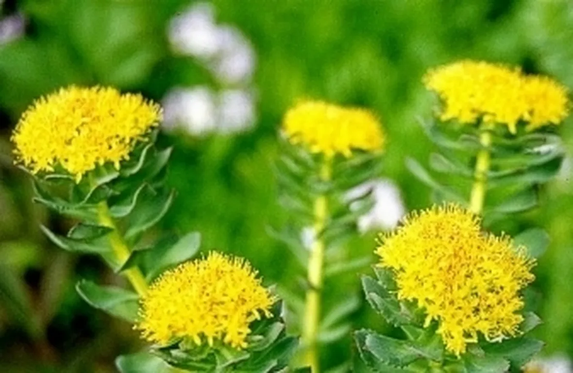 Rodiola