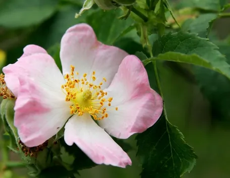 Rosa selvatica