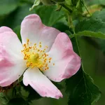 Rosa selvatica