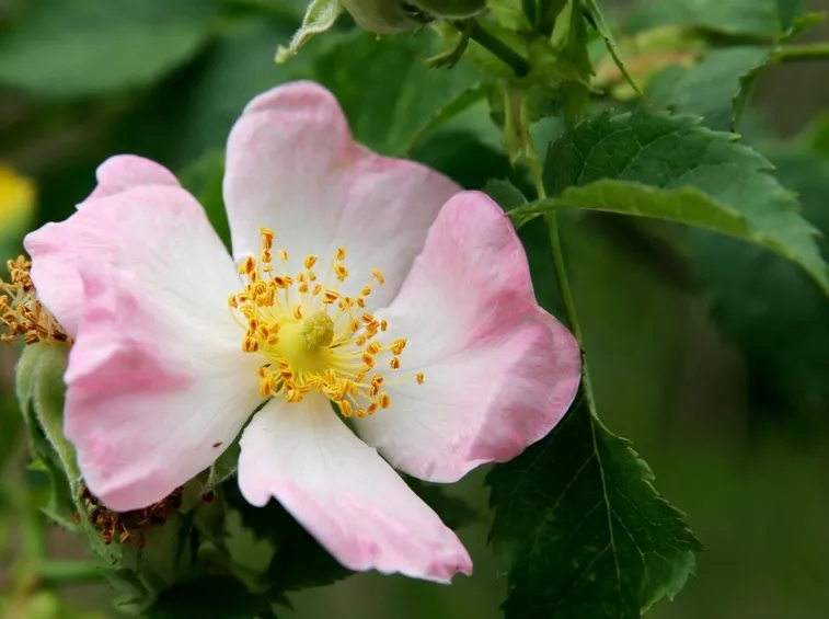 Rosa selvatica