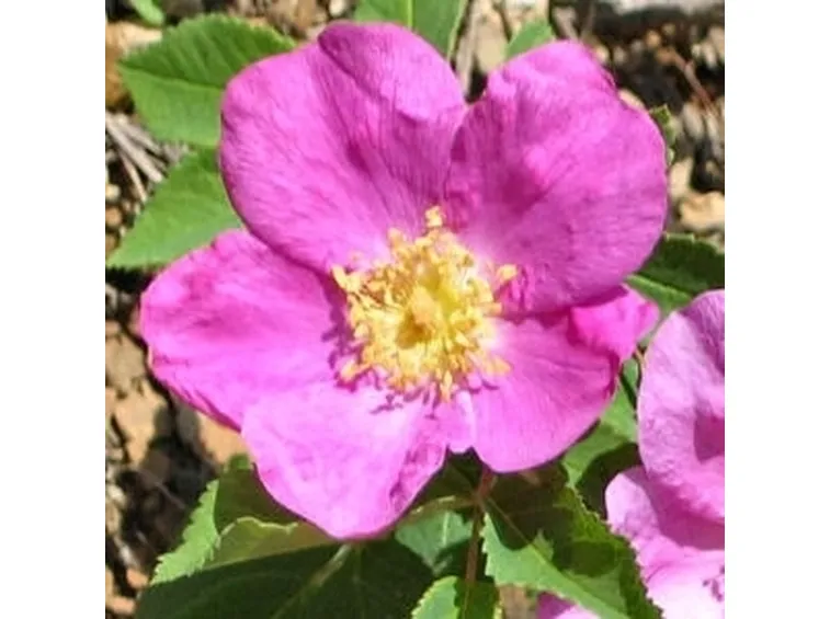 Rosa selvatica