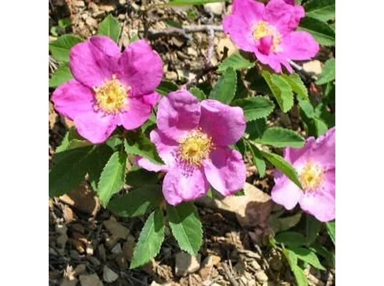Rosa selvatica