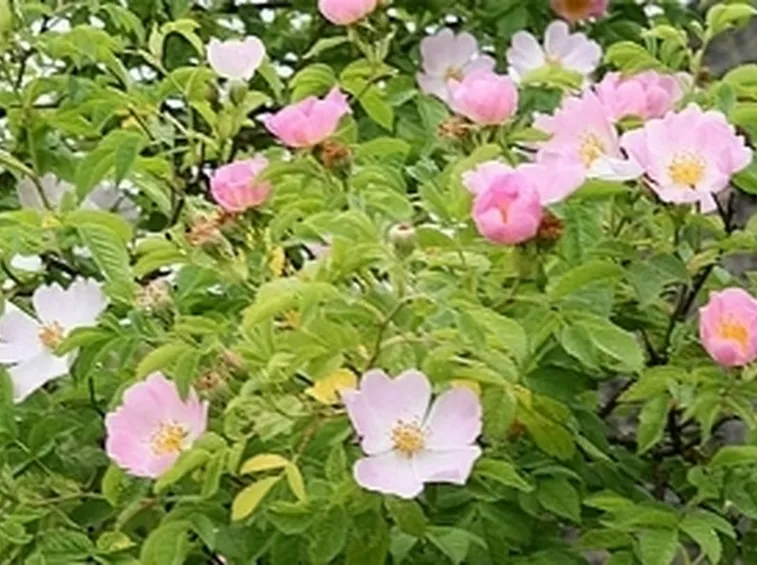 Rosa selvatica
