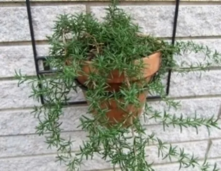 Rosmarino