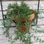 Rosmarino