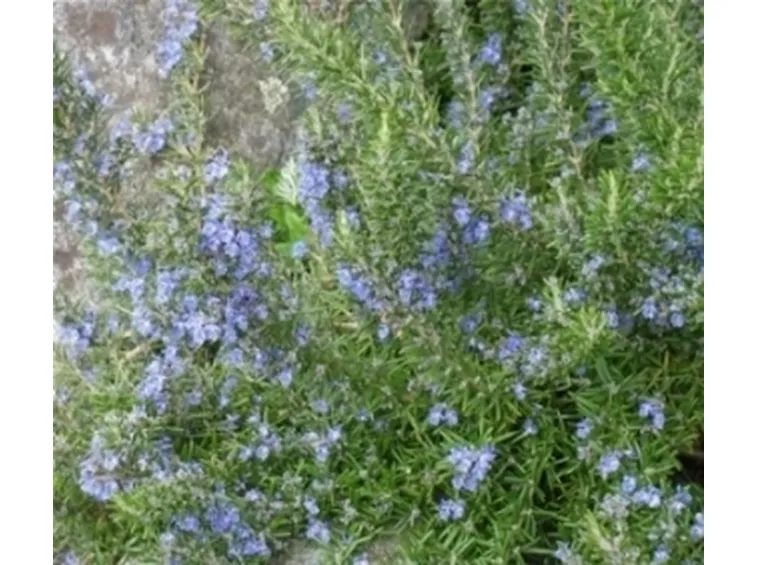 Rosmarino