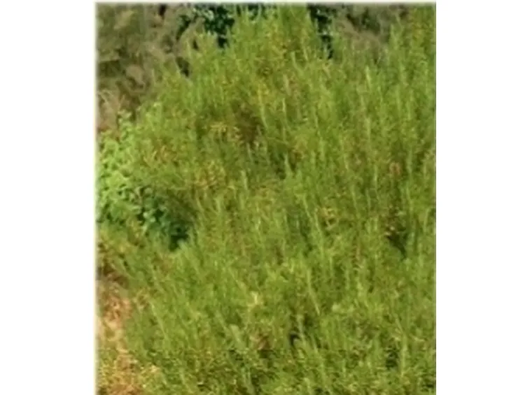 Rosmarino
