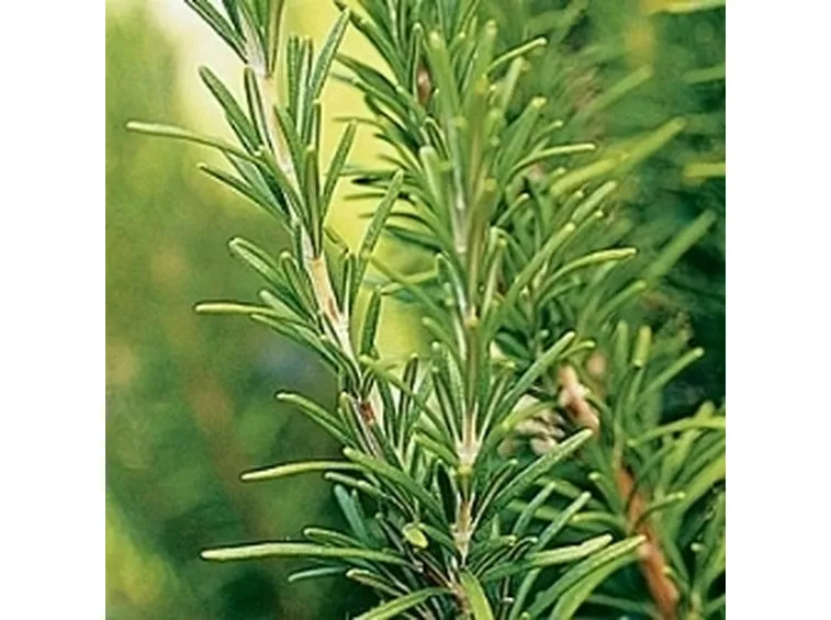 Rosmarino