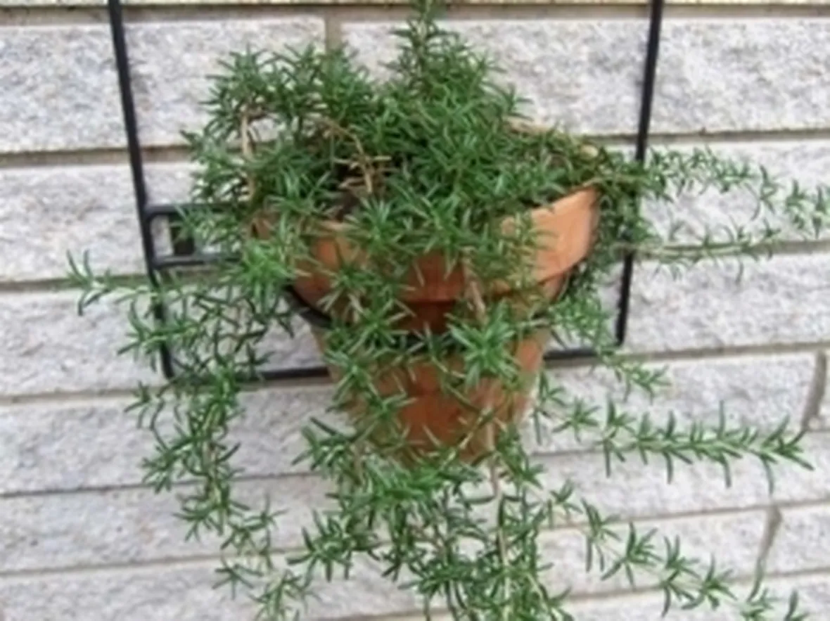 Rosmarino