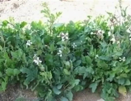 Rucola