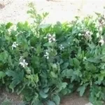 Rucola