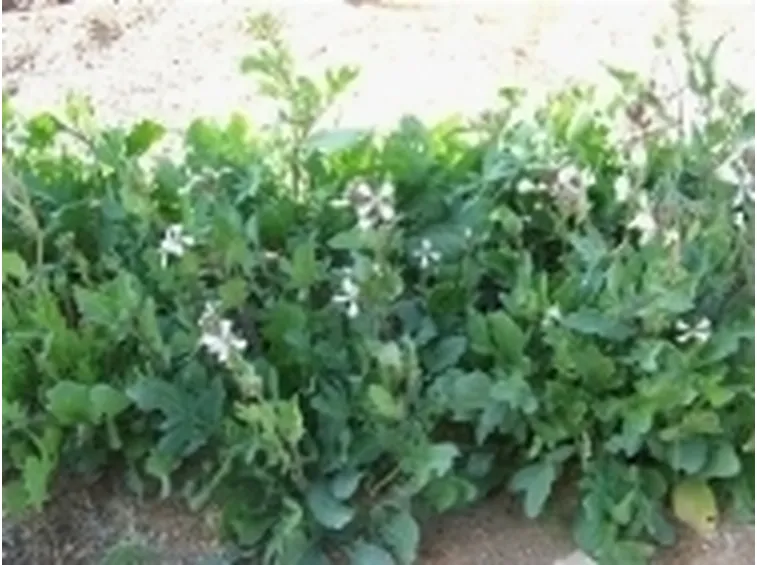 Rucola