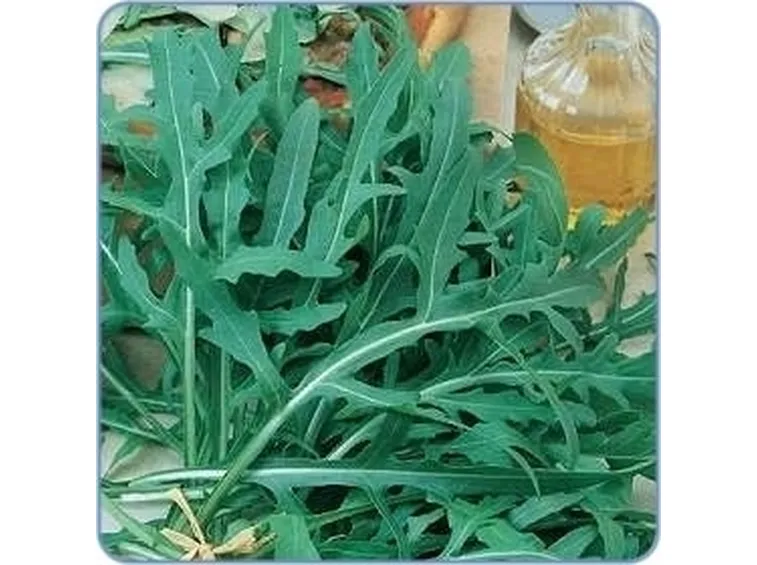 Rucola