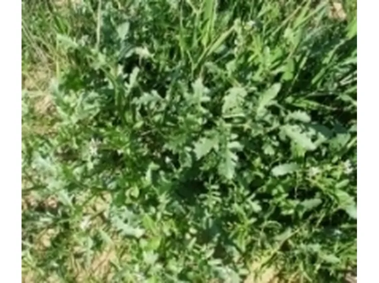 Rucola