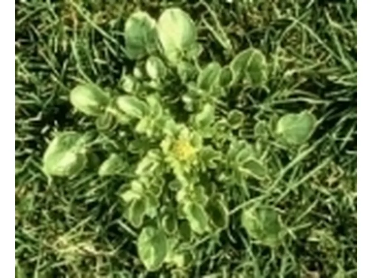 Rucola