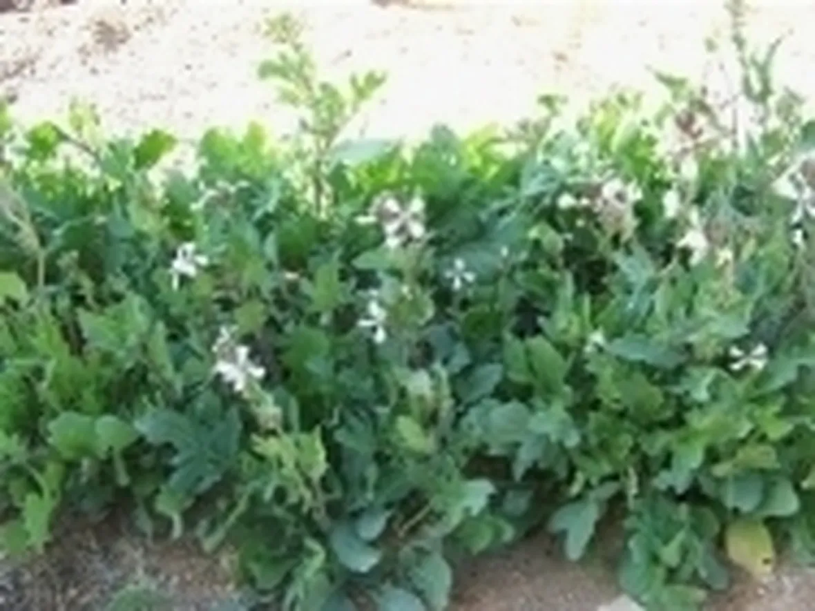 Rucola