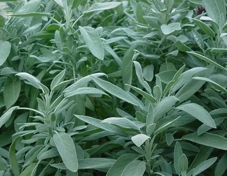 Salvia