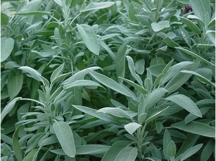 Salvia