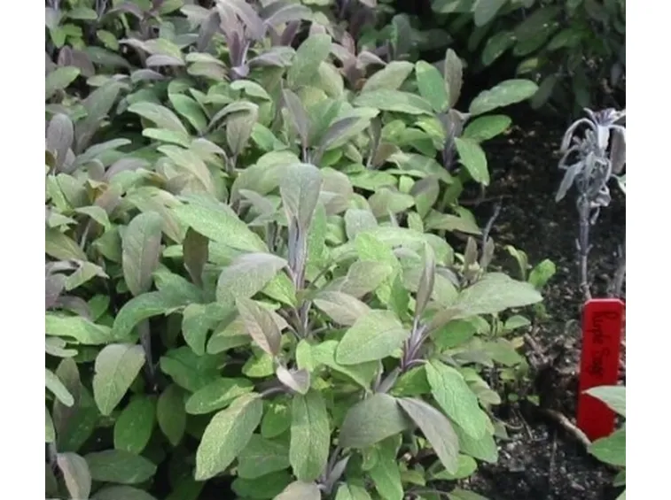 Salvia