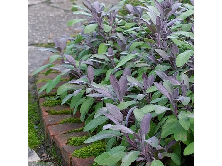 Salvia