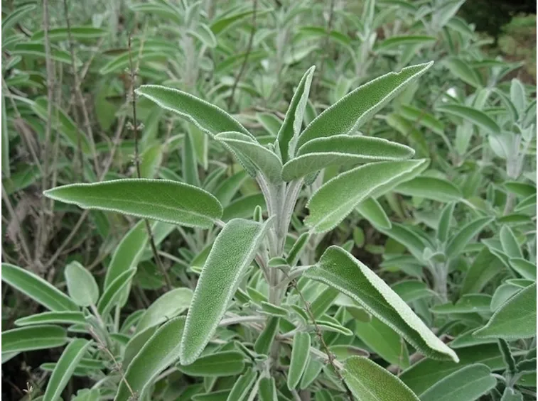 Salvia