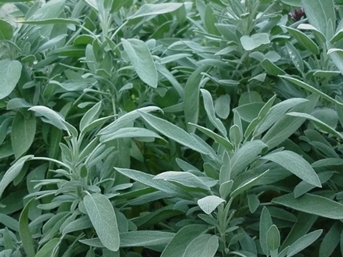 Salvia