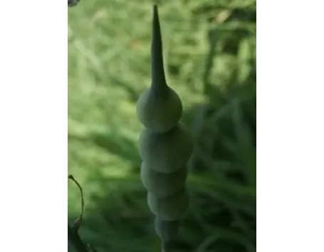 senape2