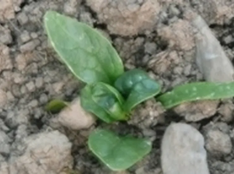 spinacio1