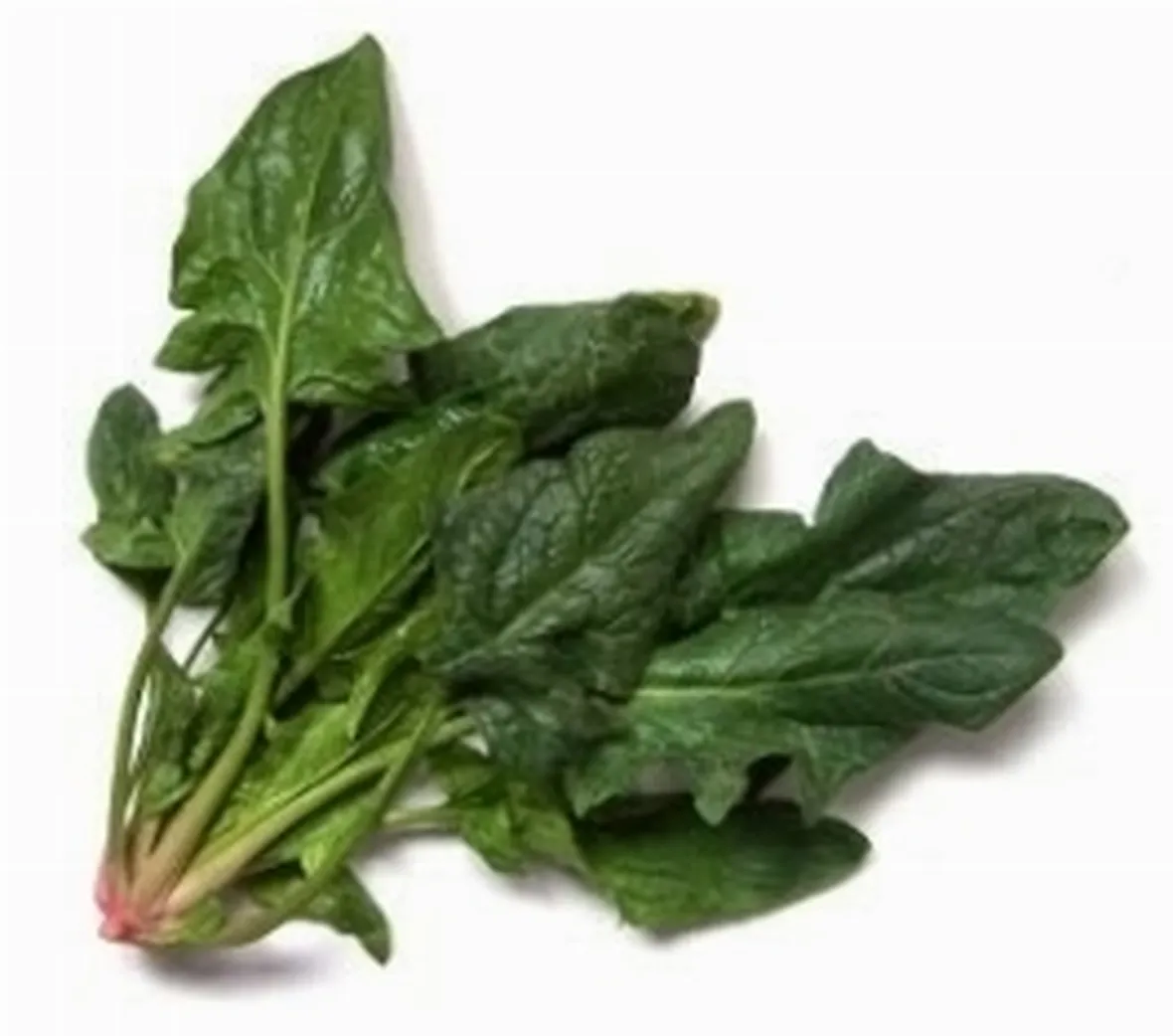 spinaci2