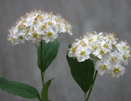spirea ulmaria fiore