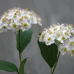 spirea ulmaria fiore