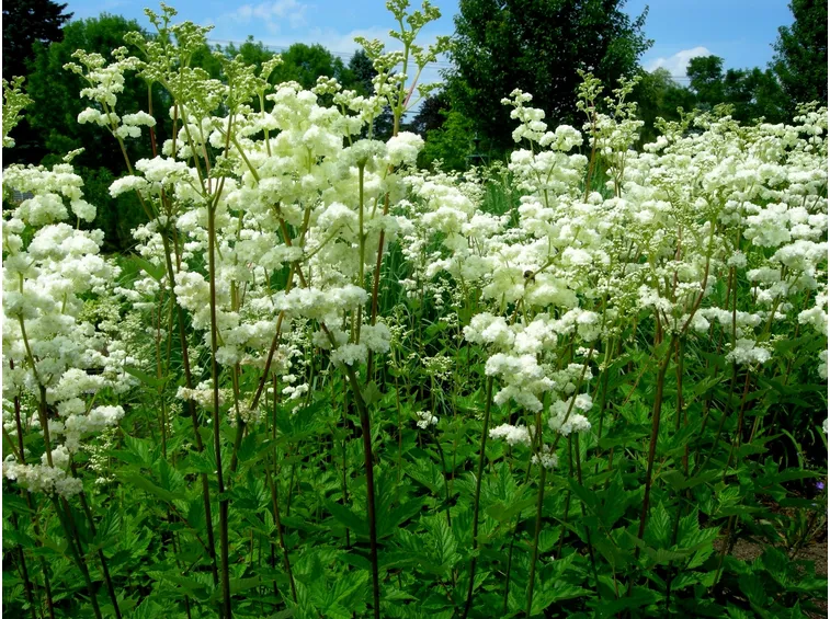 spirea ulmaria