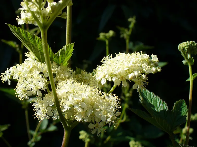 spirea ulmaria pianta