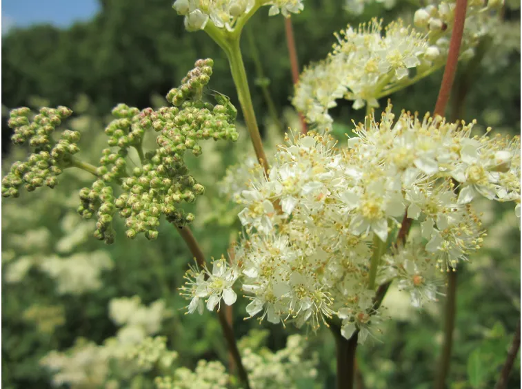 spirea ulmaria