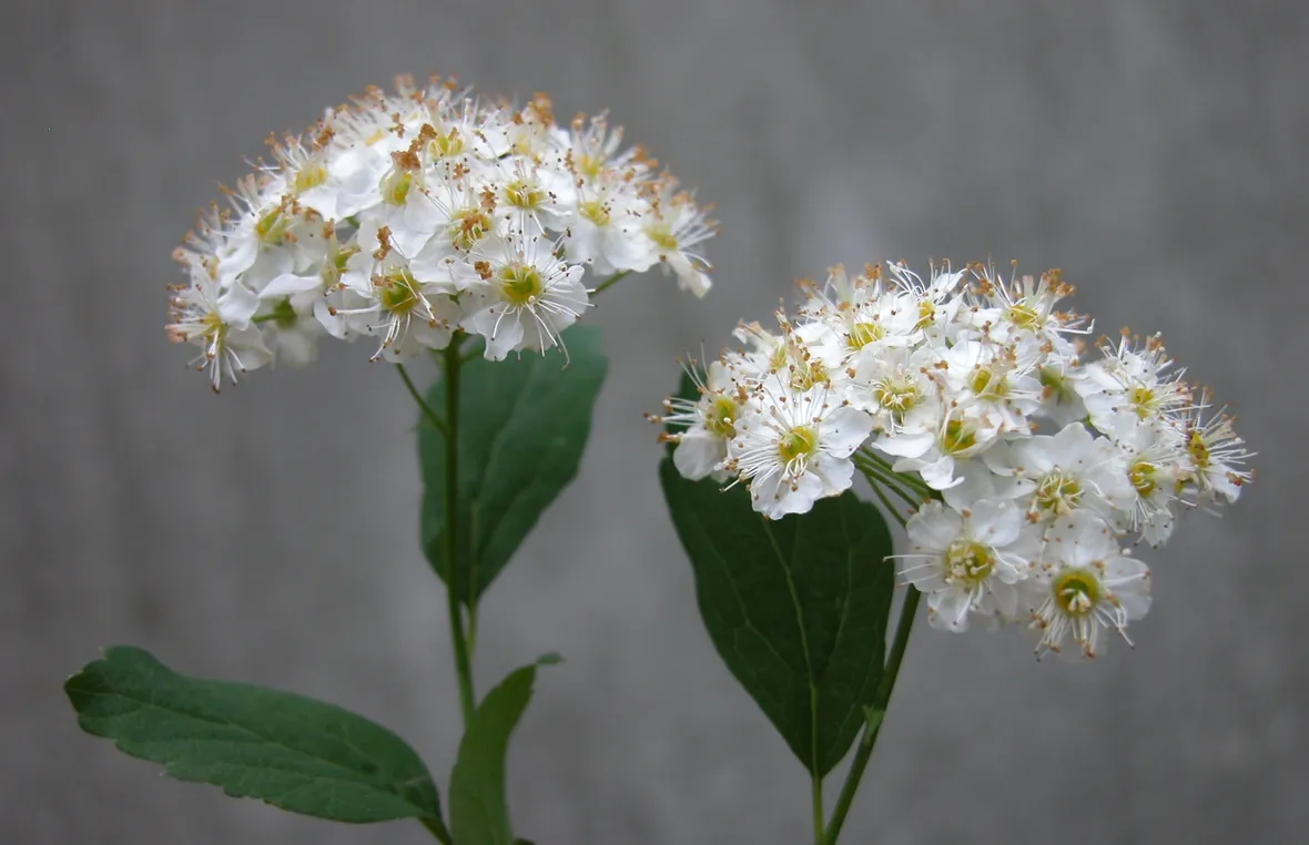 spirea ulmaria fiore