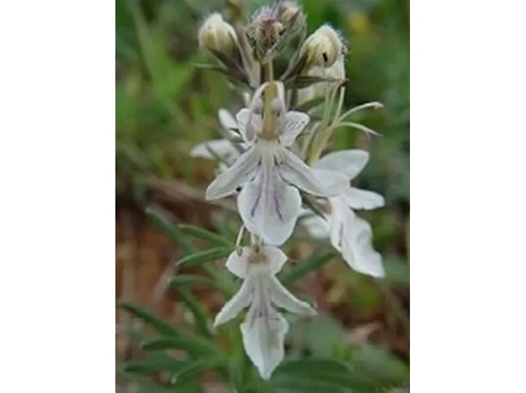 Teucrium_fruticans