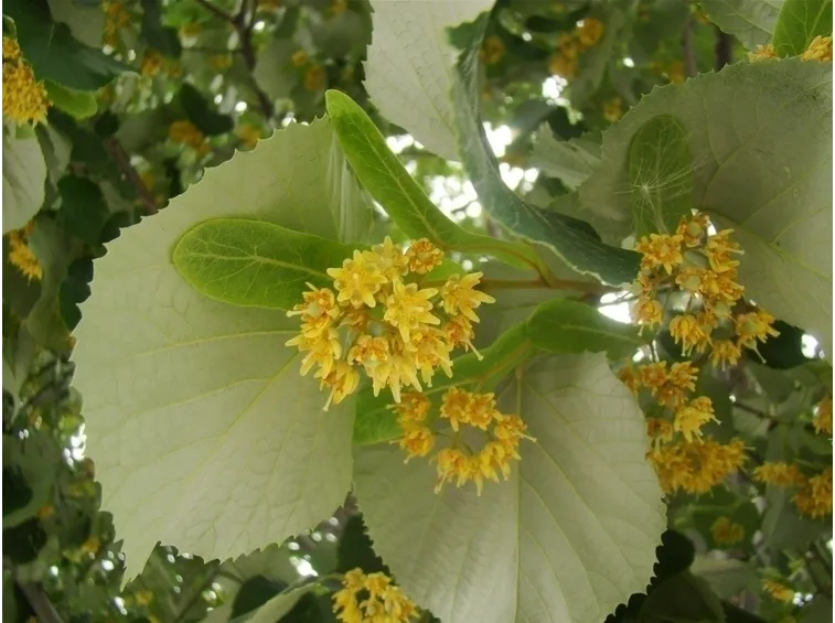 Tilia Tomentosa
