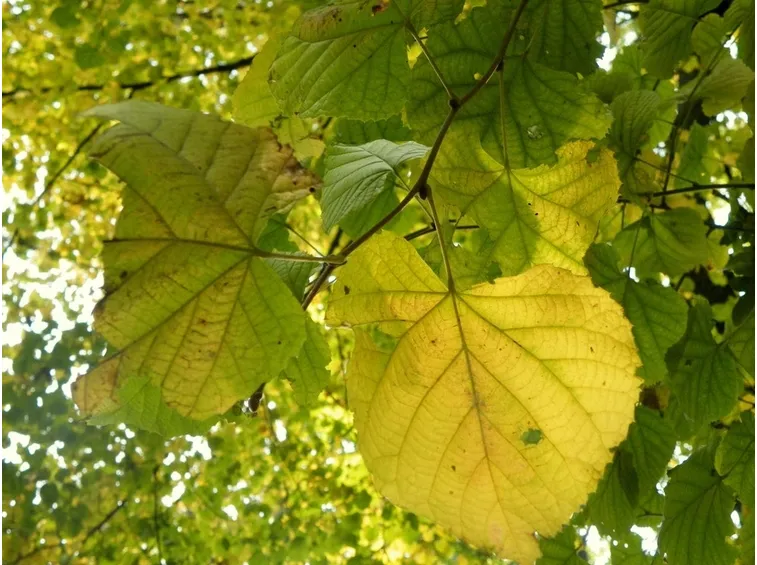 Potatura Tilia Tomentosa