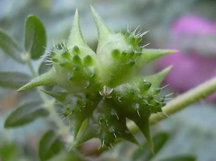 Le caratteristiche infiorescenze del tribulus terrestris, che gli valgono il suo nome botanico