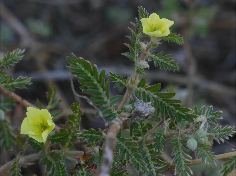 Fiori e foglie di tribulus terrestris