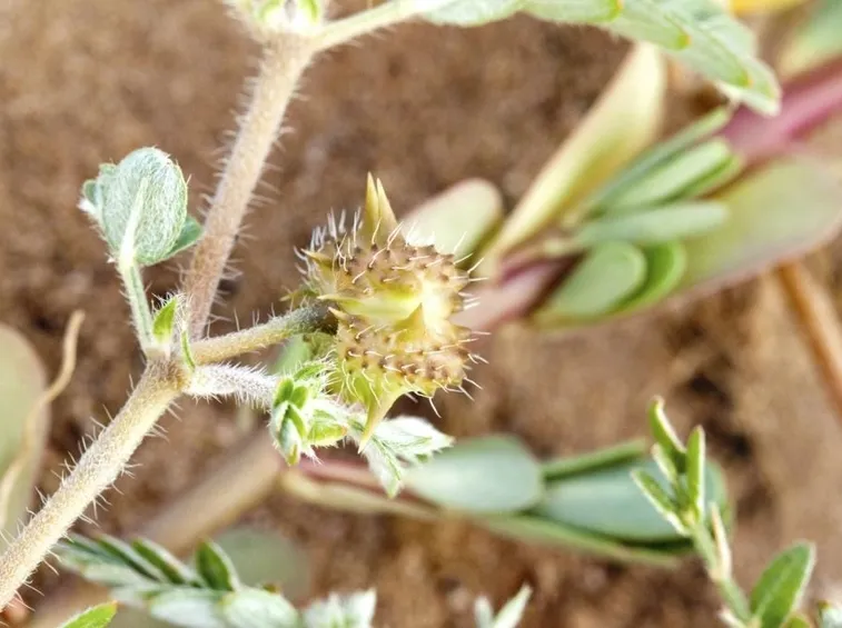 Estratto di tribulus terrestris