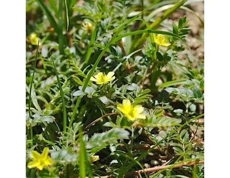 tribulus1